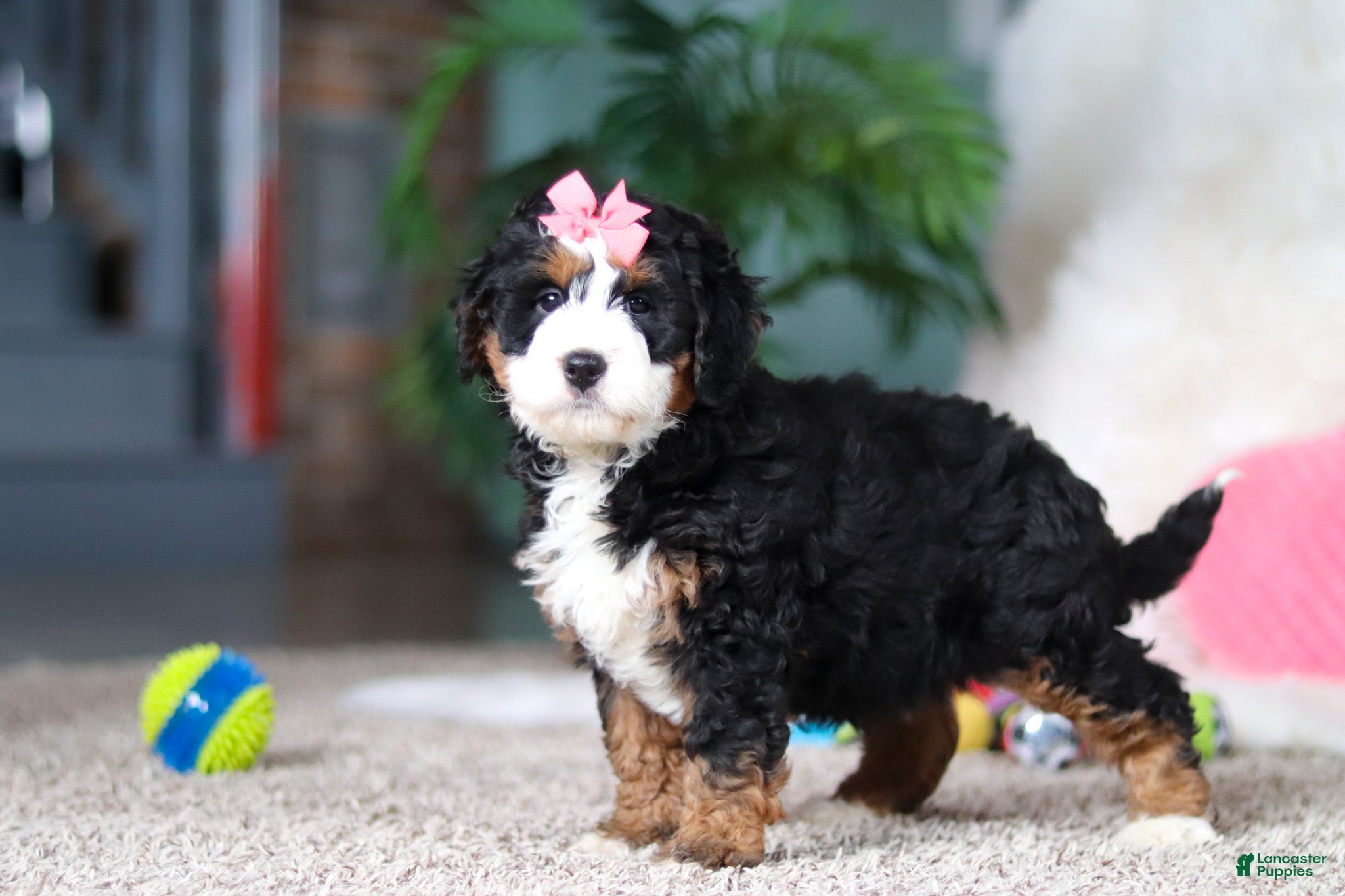 Mini Bernedoodle dogs Opal - Ad 2