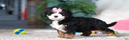 Mini Bernedoodle dogs for sale: Opal - Ad 2
