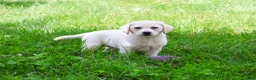 Labrador Retriever dogs for sale: Tinkerbell - Ad 4