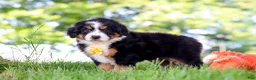 Mini Bernedoodle dogs for sale: Beetle Boy - Ad 6