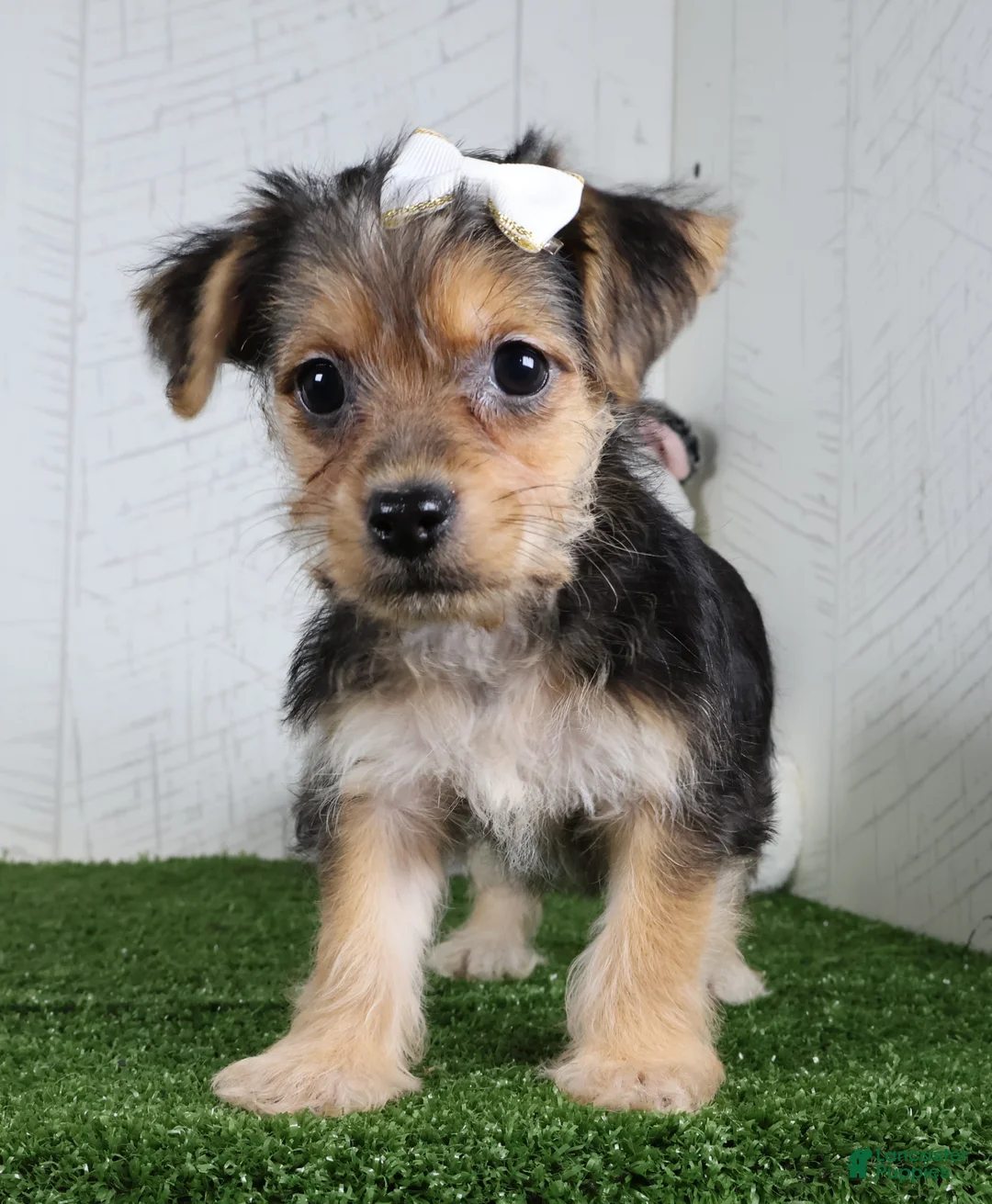 Yochon dogs for sale: Iyla - Ad 5