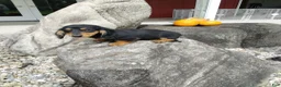 Miniature Dachshund dogs for sale: Max - Ad 4