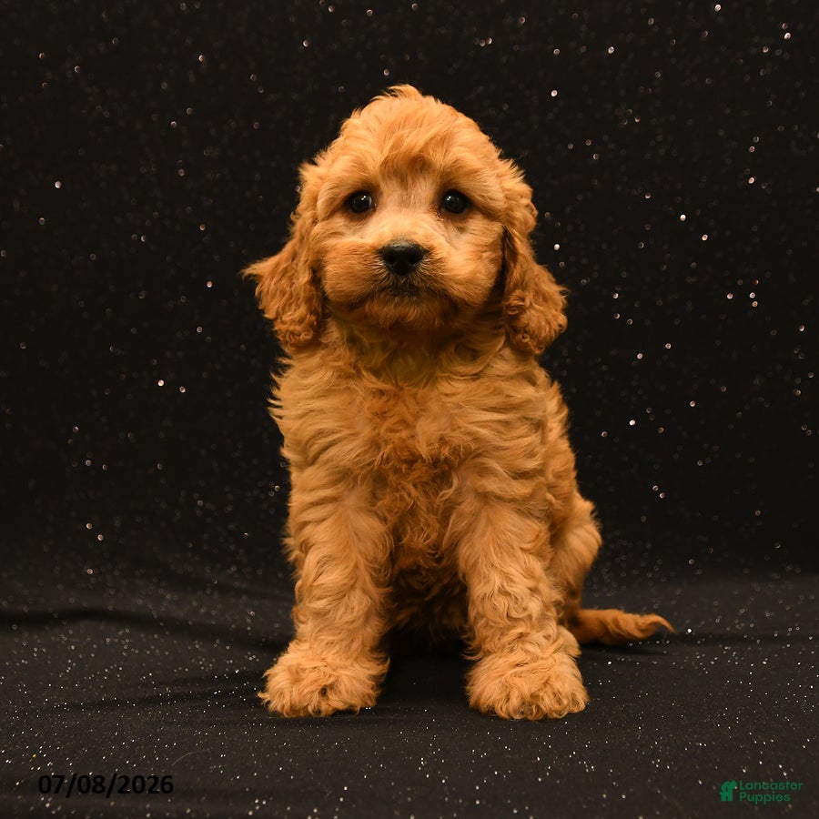 Cavapoo dogs Ivy - Ad 1