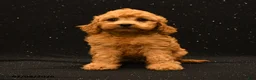 Cavapoo dogs for sale: Ivy - Ad 1