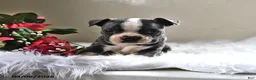 Boston Terrier dogs for sale: Frankie - Ad 4