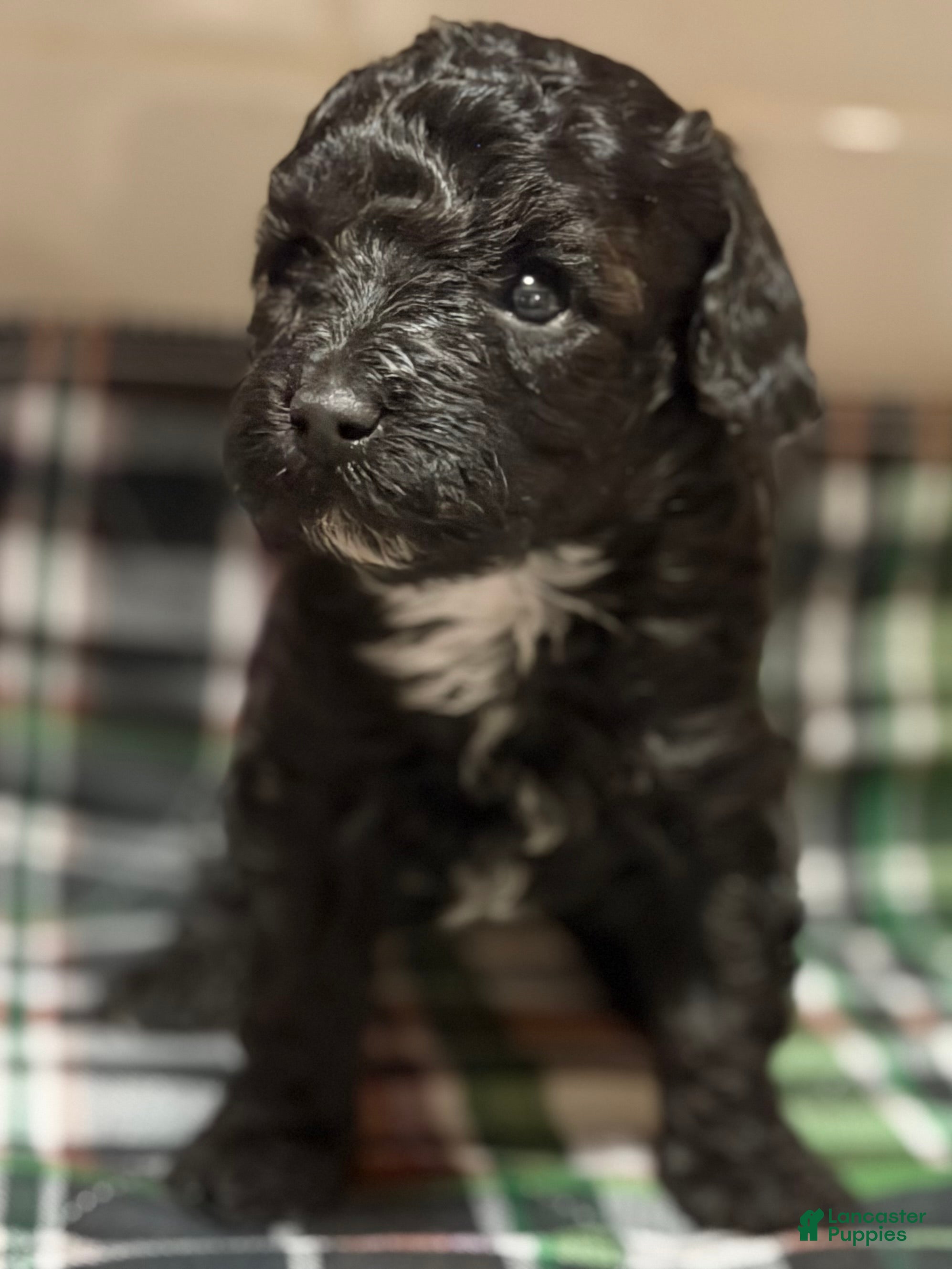 Toy Poodle dogs Italy  - Ad 1