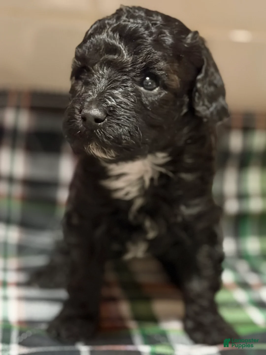 Toy Poodle dogs for sale: Italy  - Ad 1