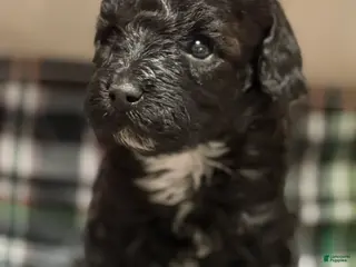 Toy Poodle dogs for sale: Italy - Ad 1
