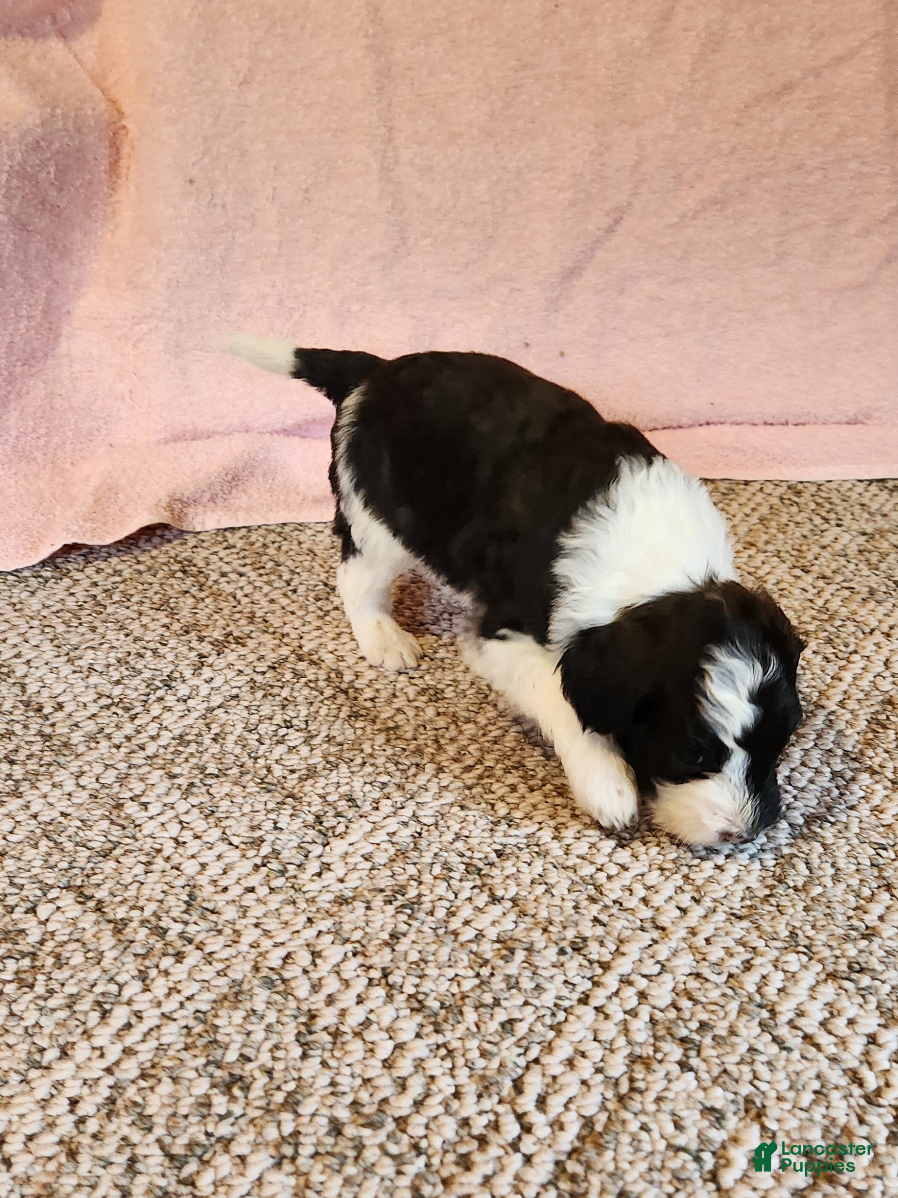 Portuguese Water Dog dogs Rocky - Ad 2