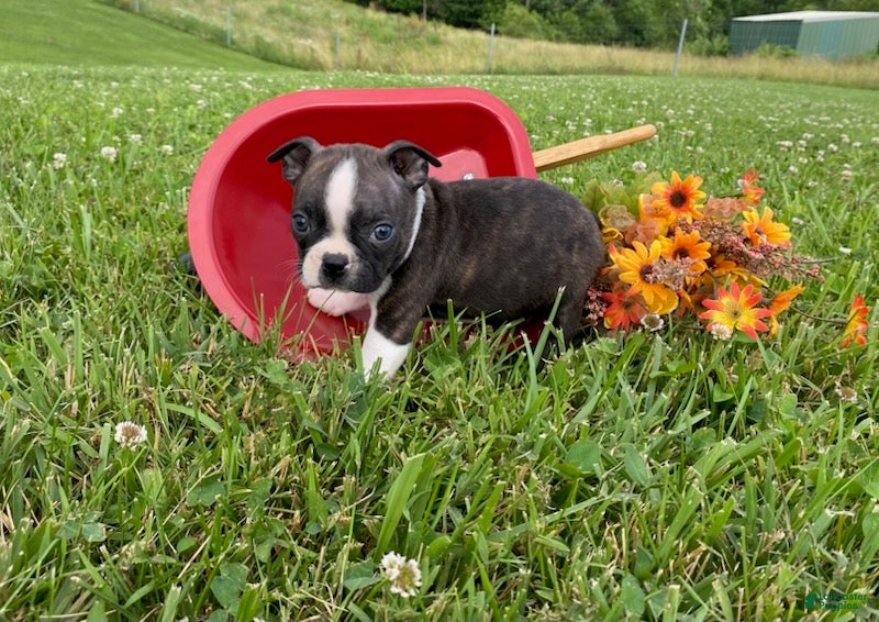 Boston Terrier dogs Tulip - Ad 1