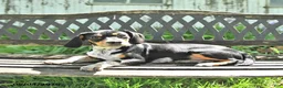 Mixed Breed dogs for sale: Shorty  - Ad 5