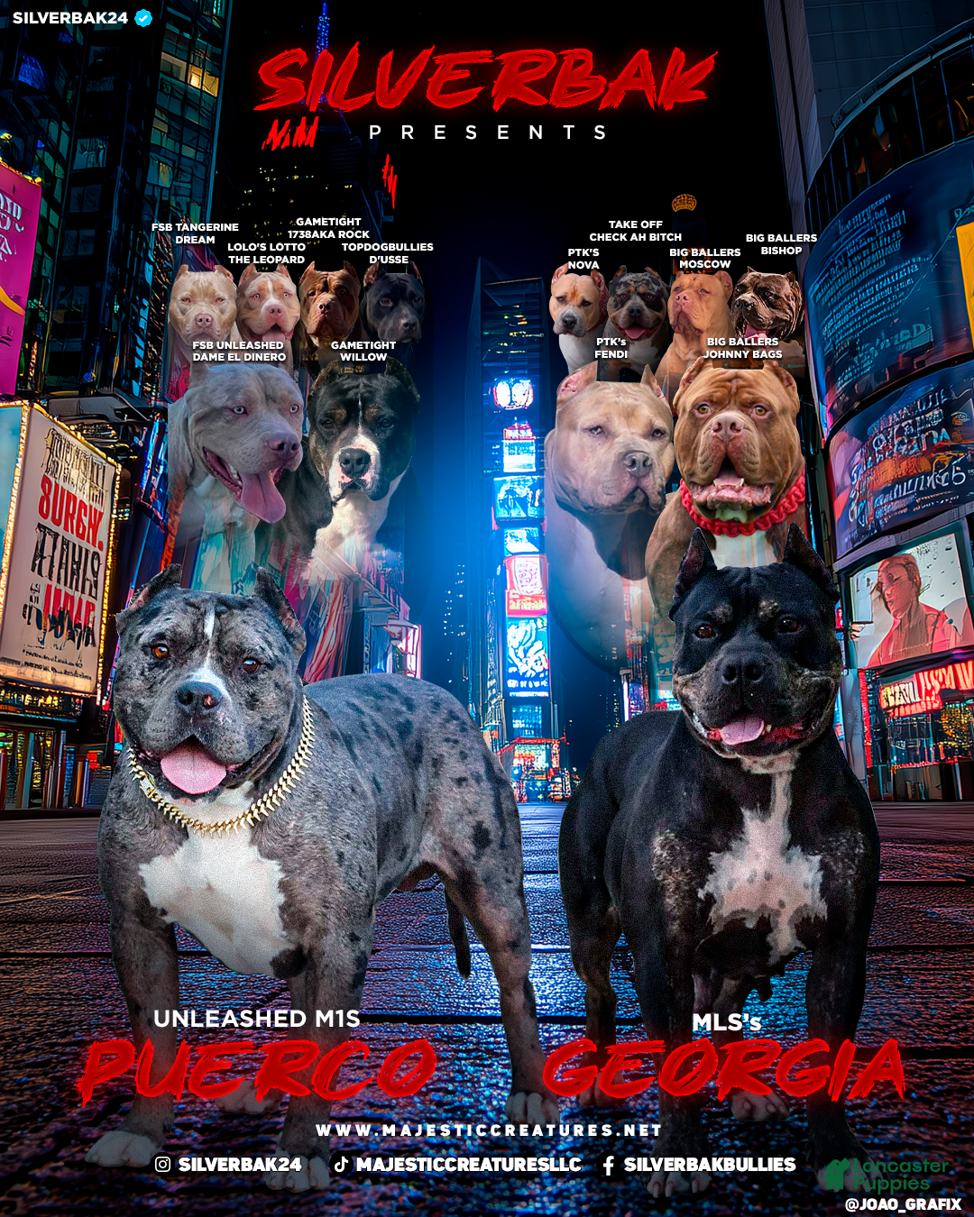 American Bully dogs Mulan - Ad 2