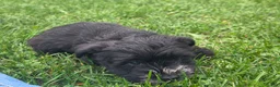 Mixed Breed dogs for sale: Mixed Breed Male 2 - Ad 3