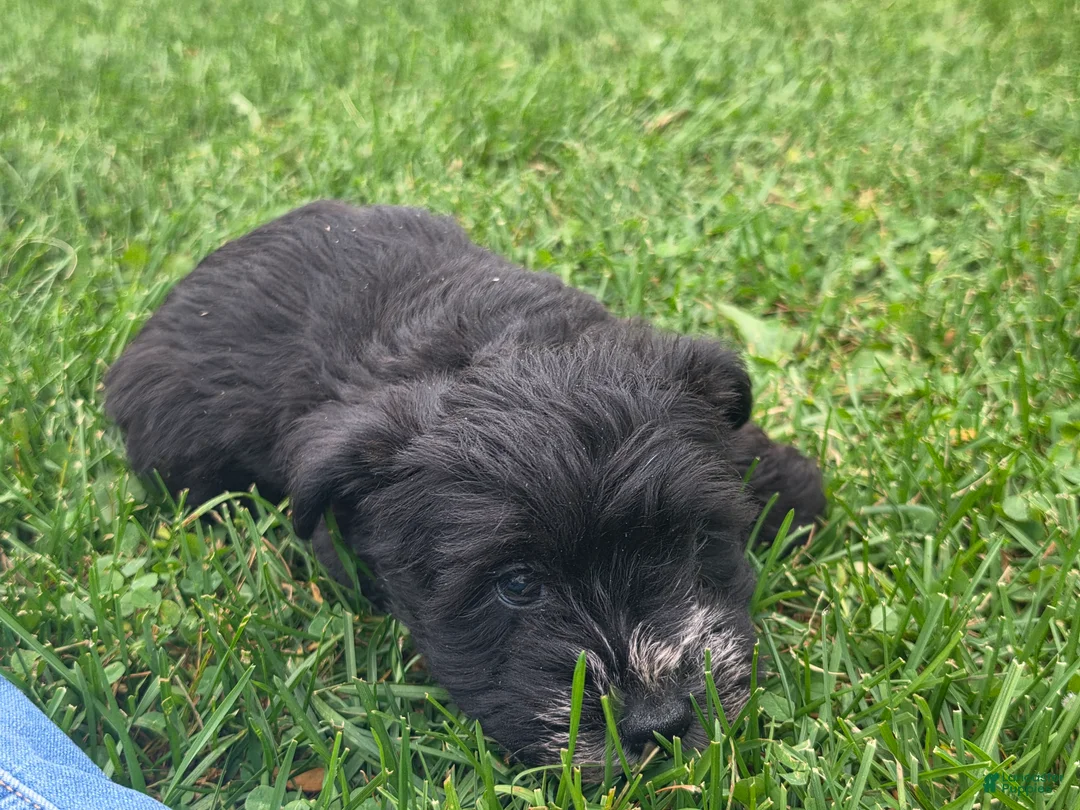Mixed Breed dogs for sale: Mixed Breed Male 2 - Ad 3