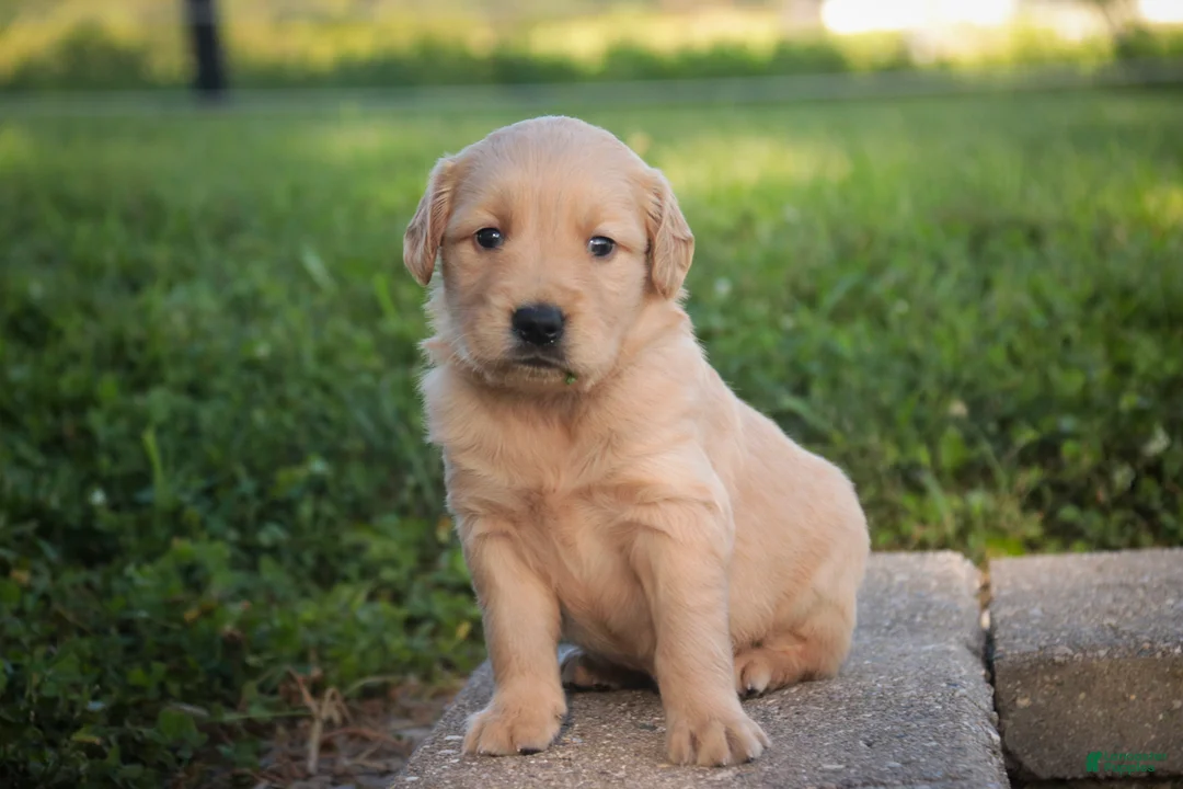 Golden Retriever dogs for sale: Meg Golden Retriever  - Ad 2