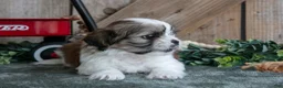 Shih Tzu dogs for sale: Jax - Ad 3