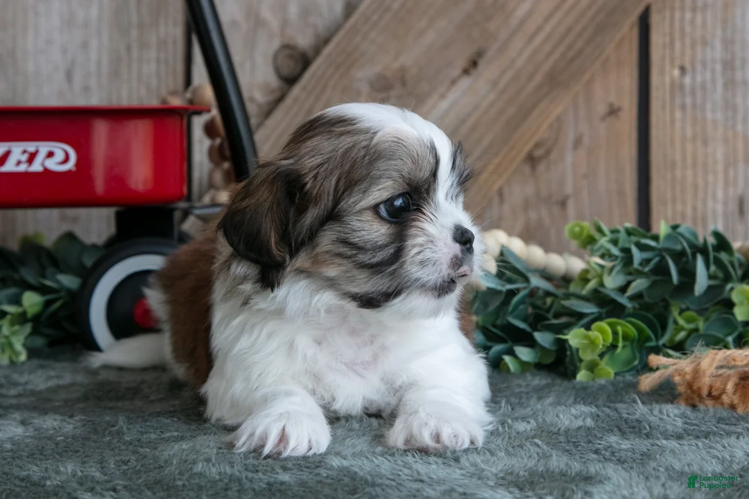 Shih Tzu dogs for sale: Jax - Ad 3