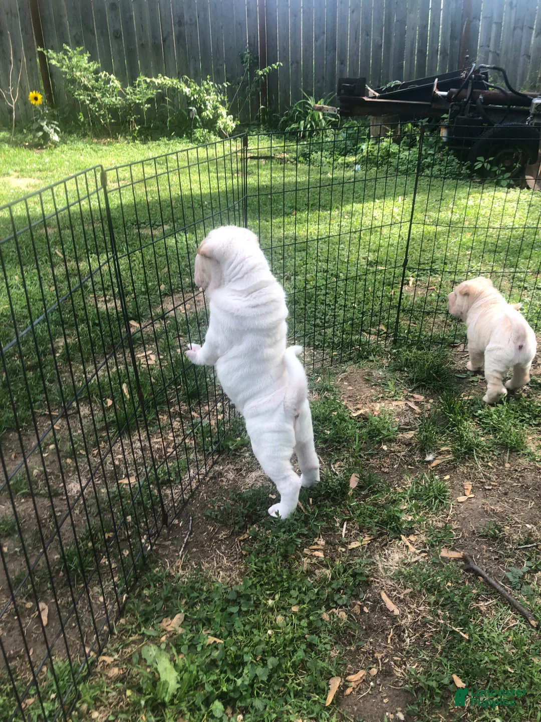 Shar Pei dogs for sale: Shar Pei Puppy 8 - Ad 2