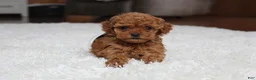 Toy Poodle dogs for sale: Teacup Aubrey - Ad 11