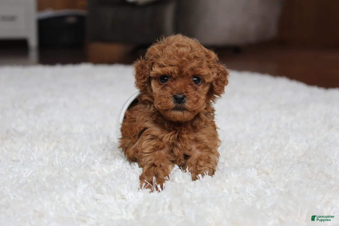 Toy Poodle dogs for sale: Teacup Aubrey - Ad 11