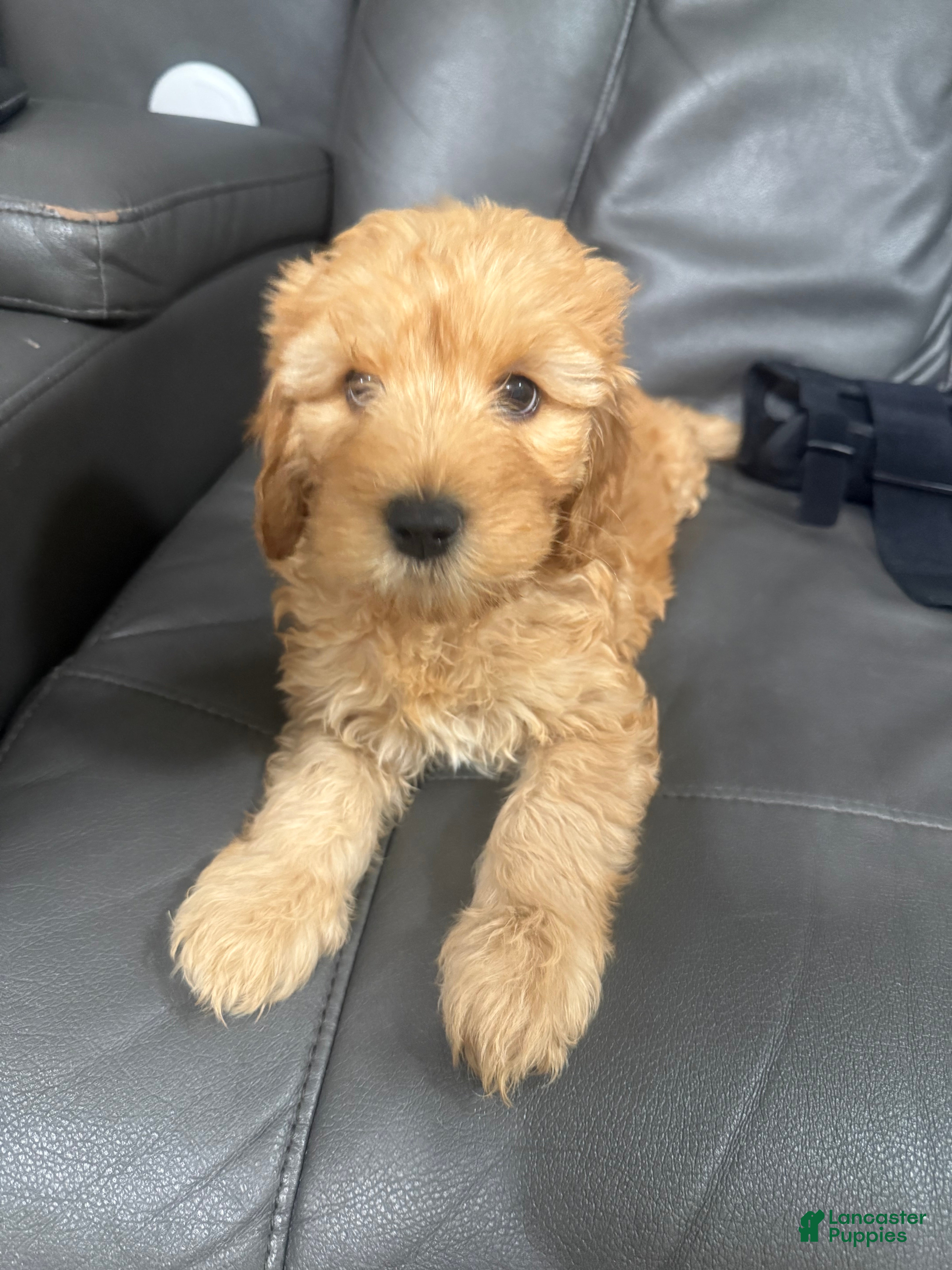 Mixed Breed dogs Lexie - Ad 9