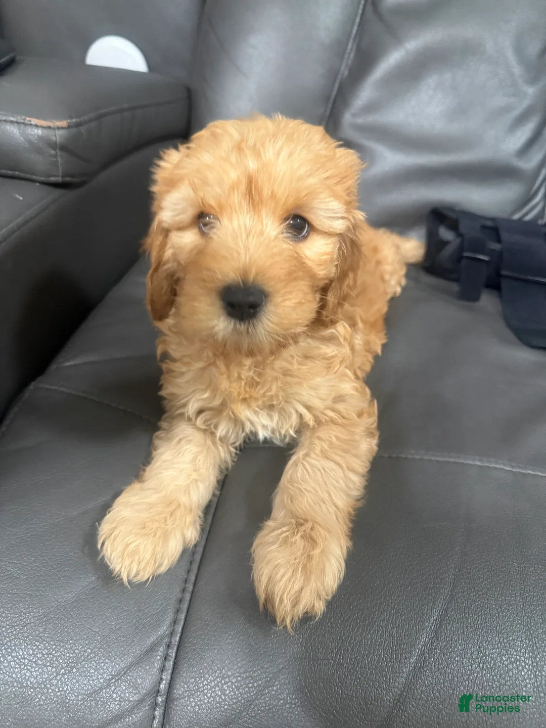 Mixed Breed dogs for sale: Lexie - Ad 1