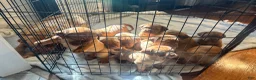 Dogue De Bordeaux dogs for sale: Dogue De Bordeaux Puppy 5 - Ad 28