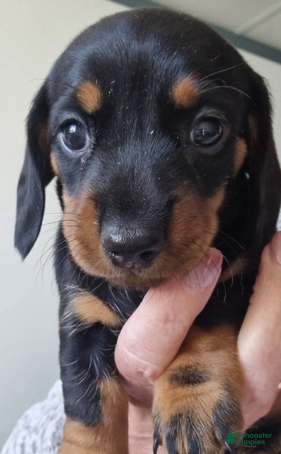 Miniature Dachshund dogs for sale: Miniature Dachshund 1 - Ad 2
