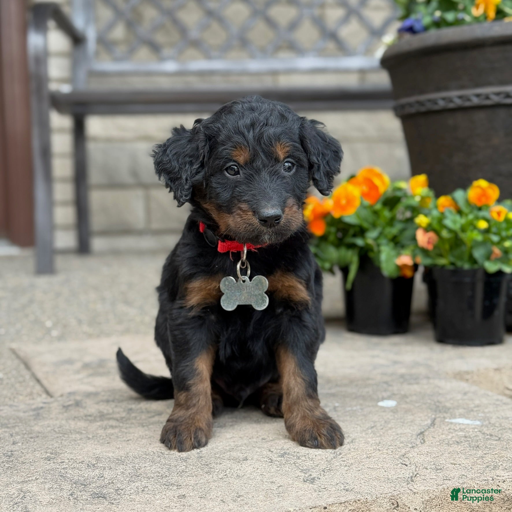 Bernedoodle dogs Bear - Ad 2