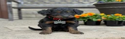 Bernedoodle dogs for sale: Bear - Ad 2