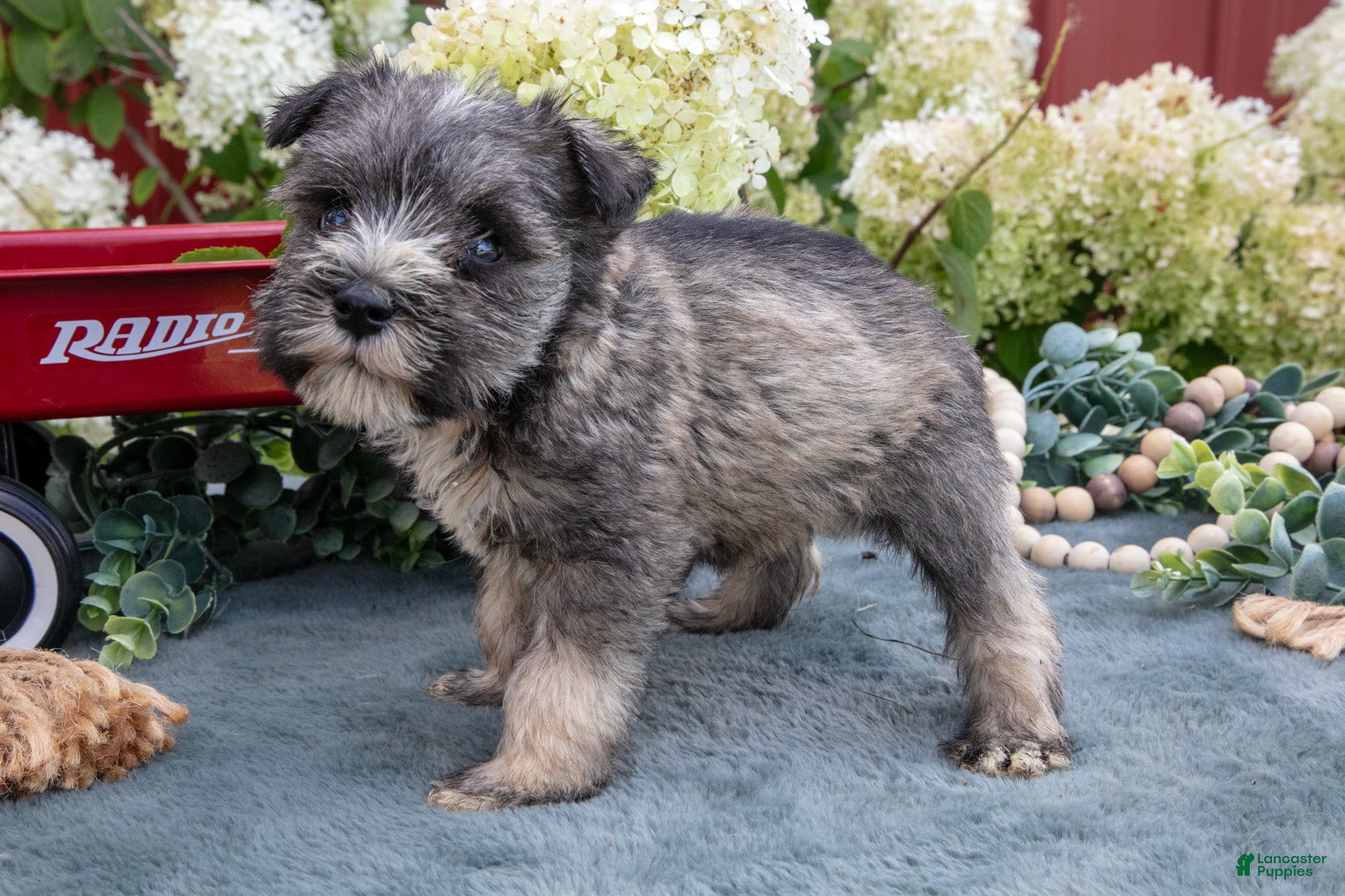 Miniature Schnauzer dogs Austin - Ad 2