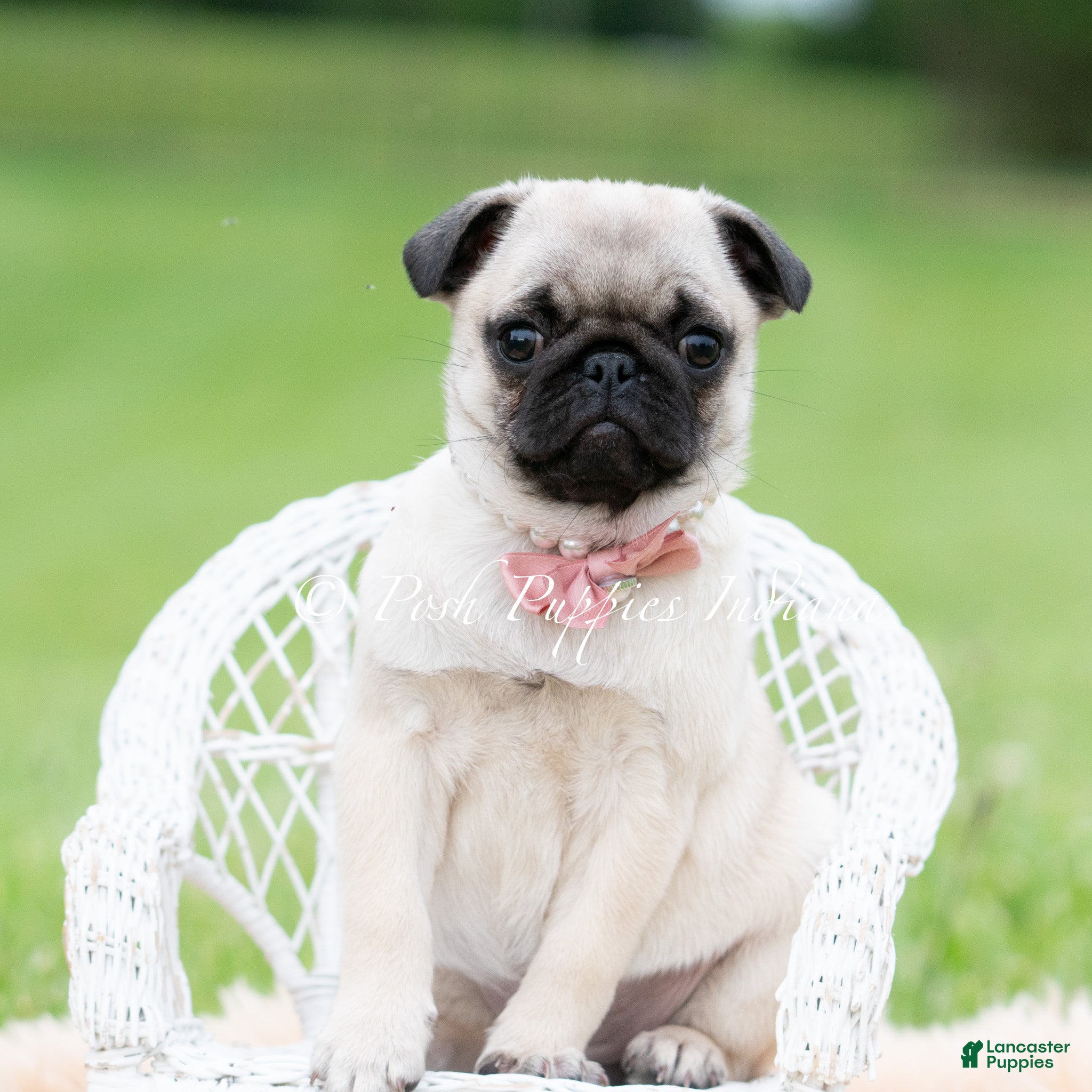 Pug dogs for sale: Carolina AKC - Ad 5