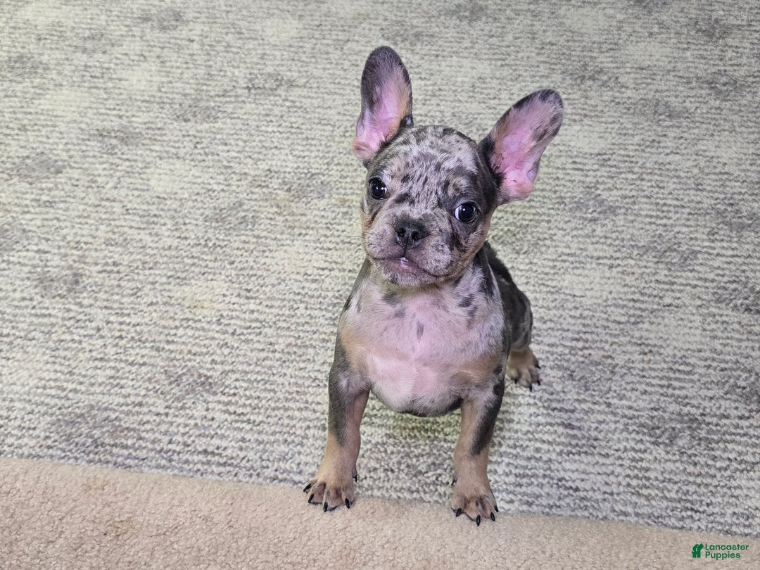 French Bulldog dogs for sale: Remi - Ad 2
