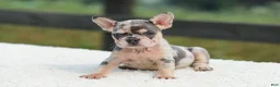 French Bulldog dogs for sale: Issy - Ad 4