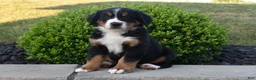 Bernese Mountain Dog dogs for sale: Toby - Ad 1