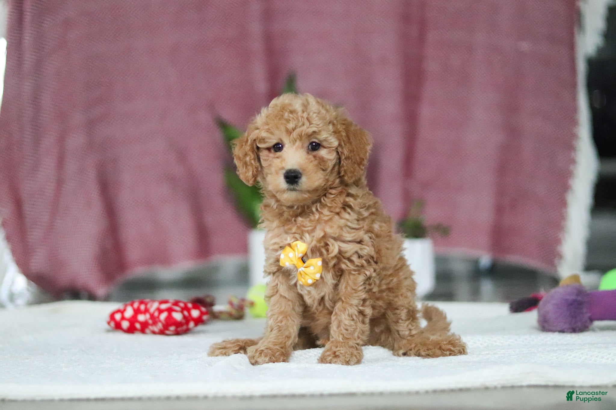 Mini Goldendoodle dogs for sale: Chase - Ad 2