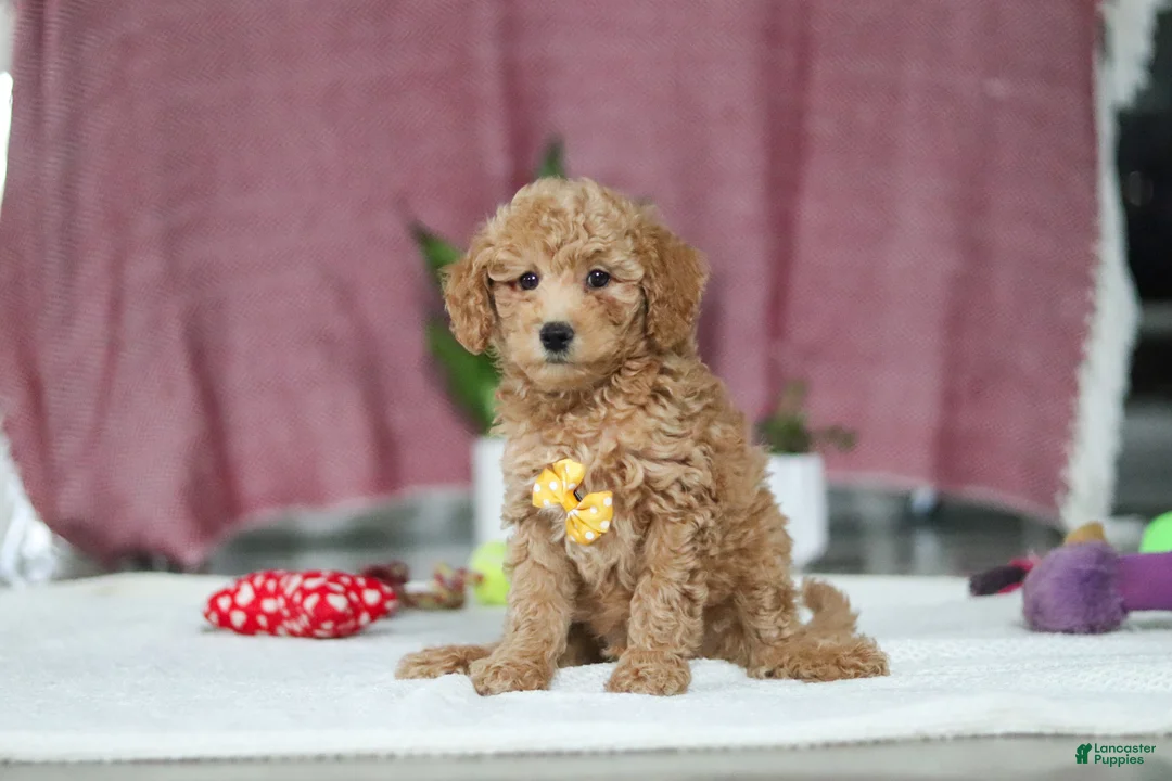 Mini Goldendoodle dogs for sale: Chase - Ad 1