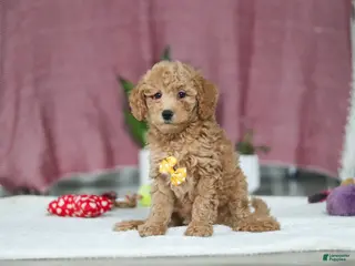 Mini Goldendoodle dogs for sale: Chase - Ad 2