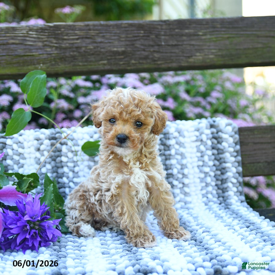 Miniature Poodle dogs for sale: Crawford - Ad 1
