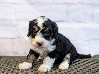 Mini Bernedoodle dogs Rory - Ad 18