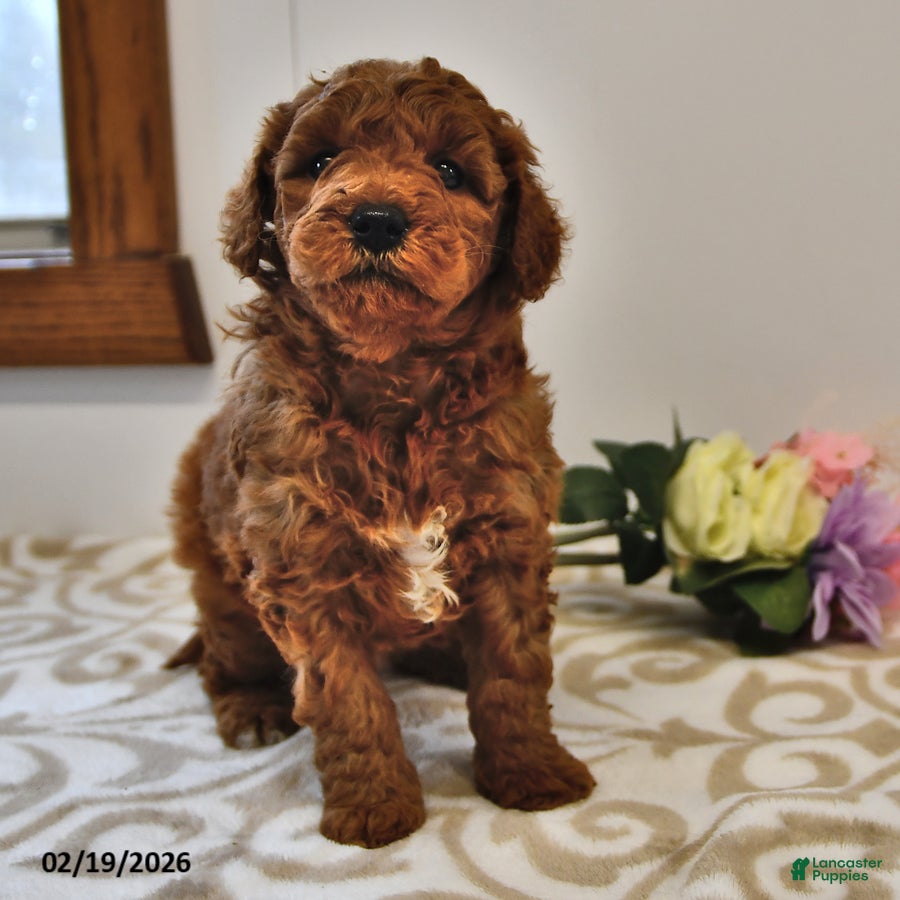 Mini Goldendoodle dogs Benji - Ad 1