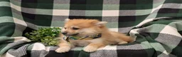 Pomeranian dogs for sale: Boone - Ad 4