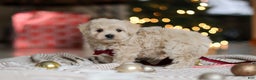Maltipoo dogs for sale: Kevin - Ad 1
