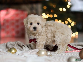 Maltipoo dogs Kevin - Ad 6