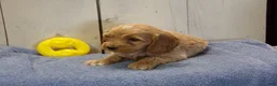 Cockapoo dogs for sale: Barry - Ad 3