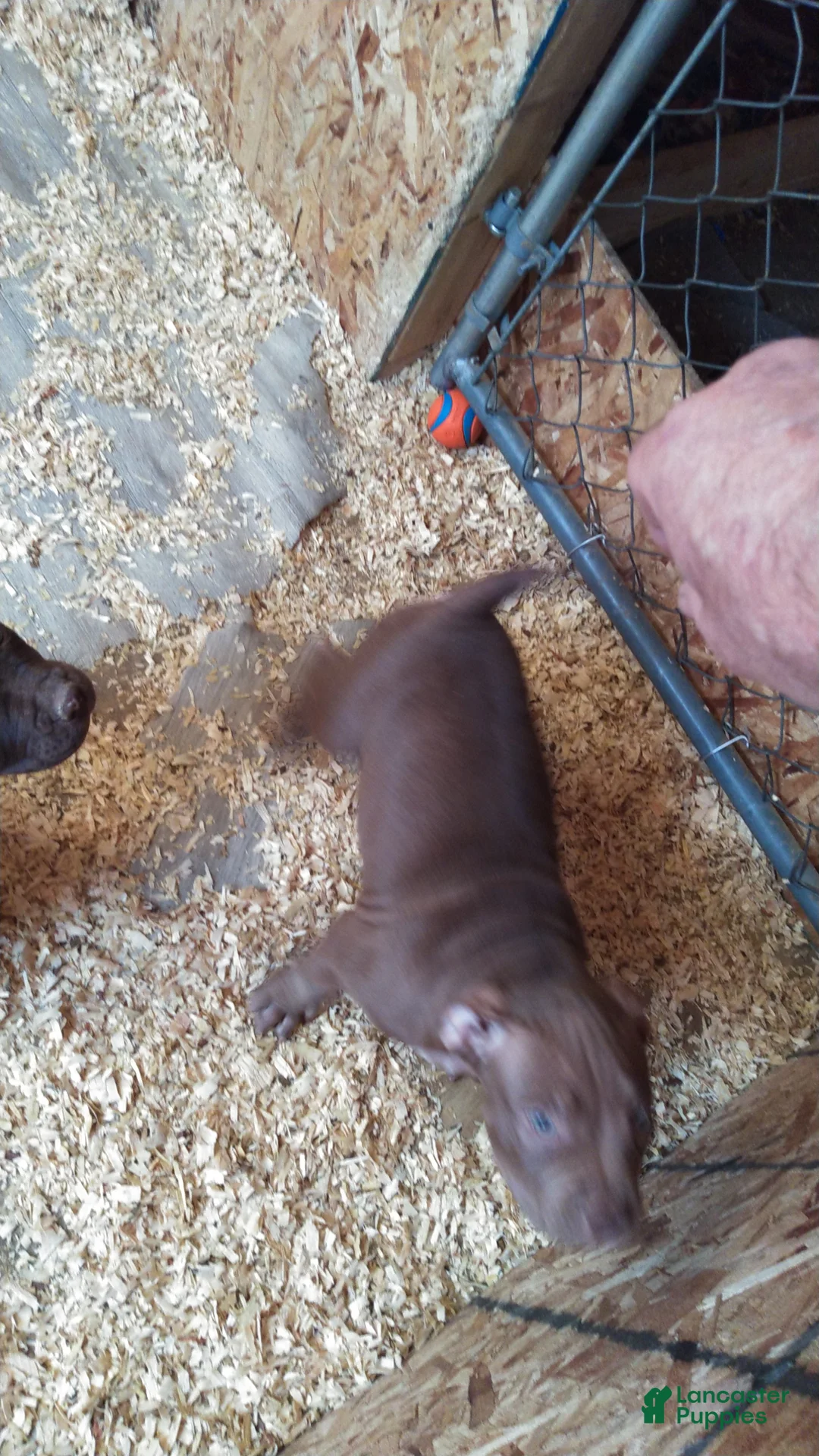 American Bully dogs for sale: American Bully Puppy 1 - Ad 2