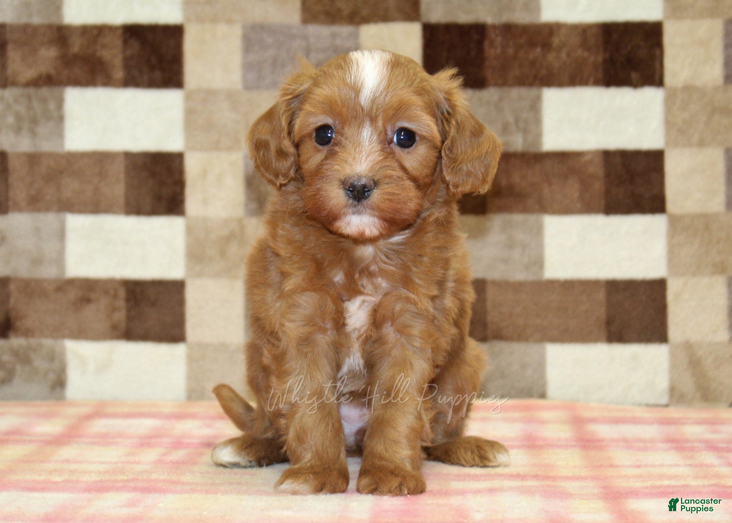 Cavapoo dogs Indy - Ad 1