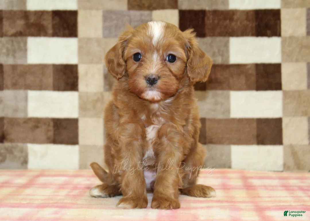 Cavapoo dogs for sale: Indy - Ad 1
