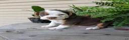 Beabull dogs for sale: Max - Ad 13