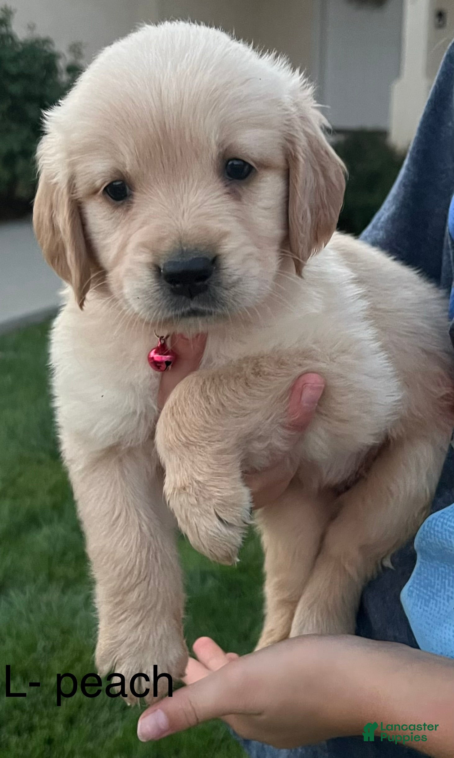 Golden Retriever dogs Red  - Ad 1
